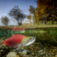 A red sockeye salmon underwater