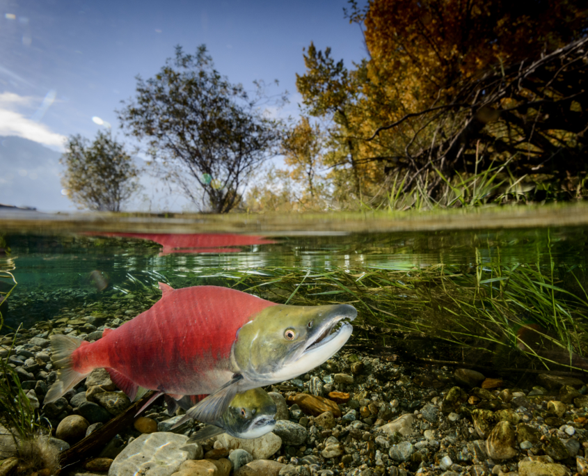 A red sockeye salmon underwater